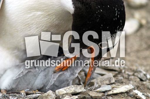 Eselspinguin (71 von 97).jpg